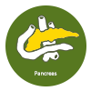 Pancreas